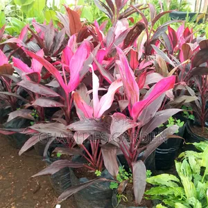 Cordyline Pretty Plant
