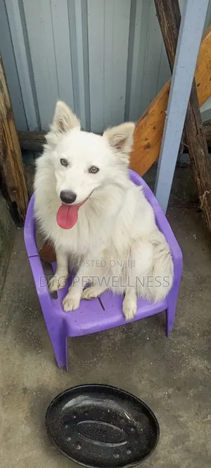 1+ year Male Purebred Japanese Spitz
