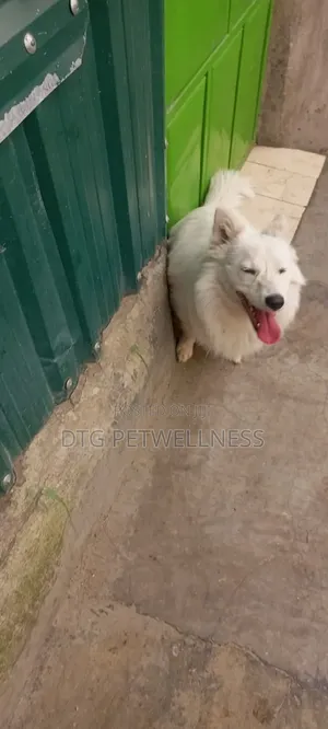 1+ year Male Purebred Japanese Spitz