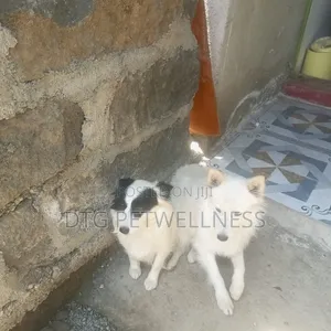 1+ year Male Purebred Japanese Spitz