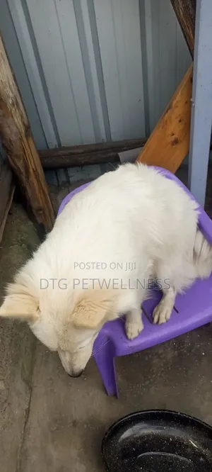 1+ year Male Purebred Japanese Spitz
