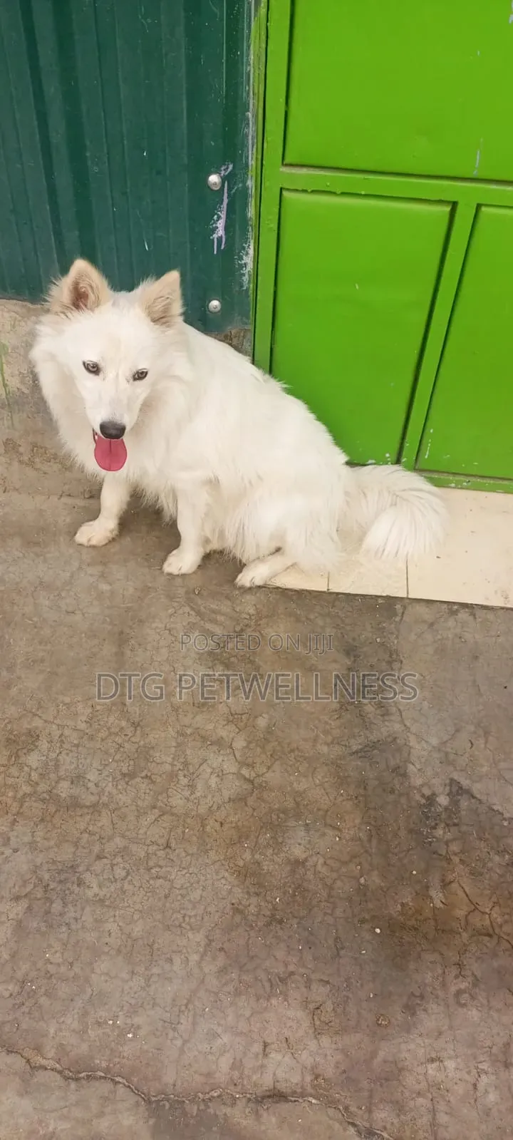 1+ year Male Purebred Japanese Spitz