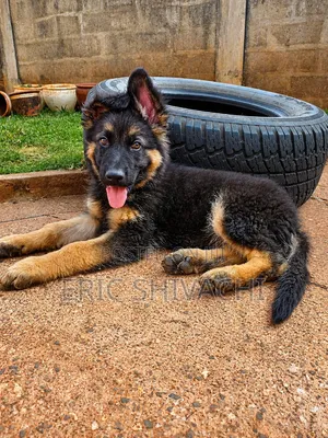 1-3 months Female Purebred German Shepherd
