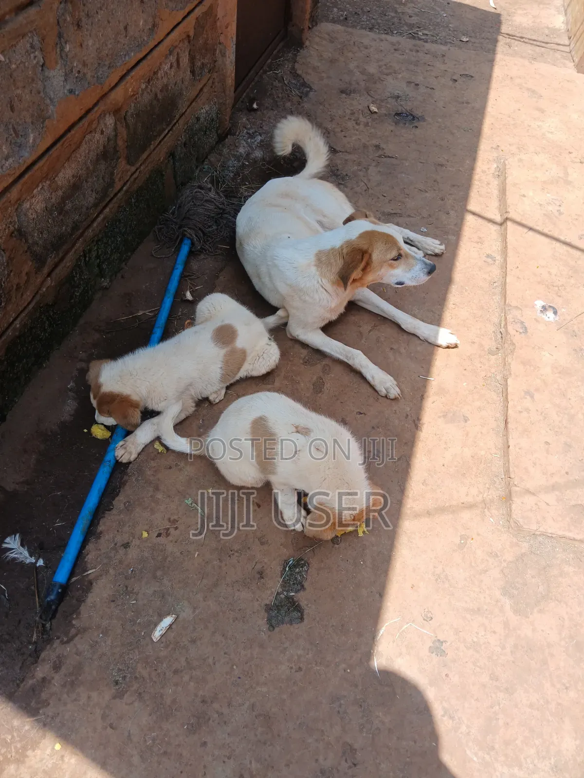 1-3 months Female Mixed Breed Mongrel (No Breed)