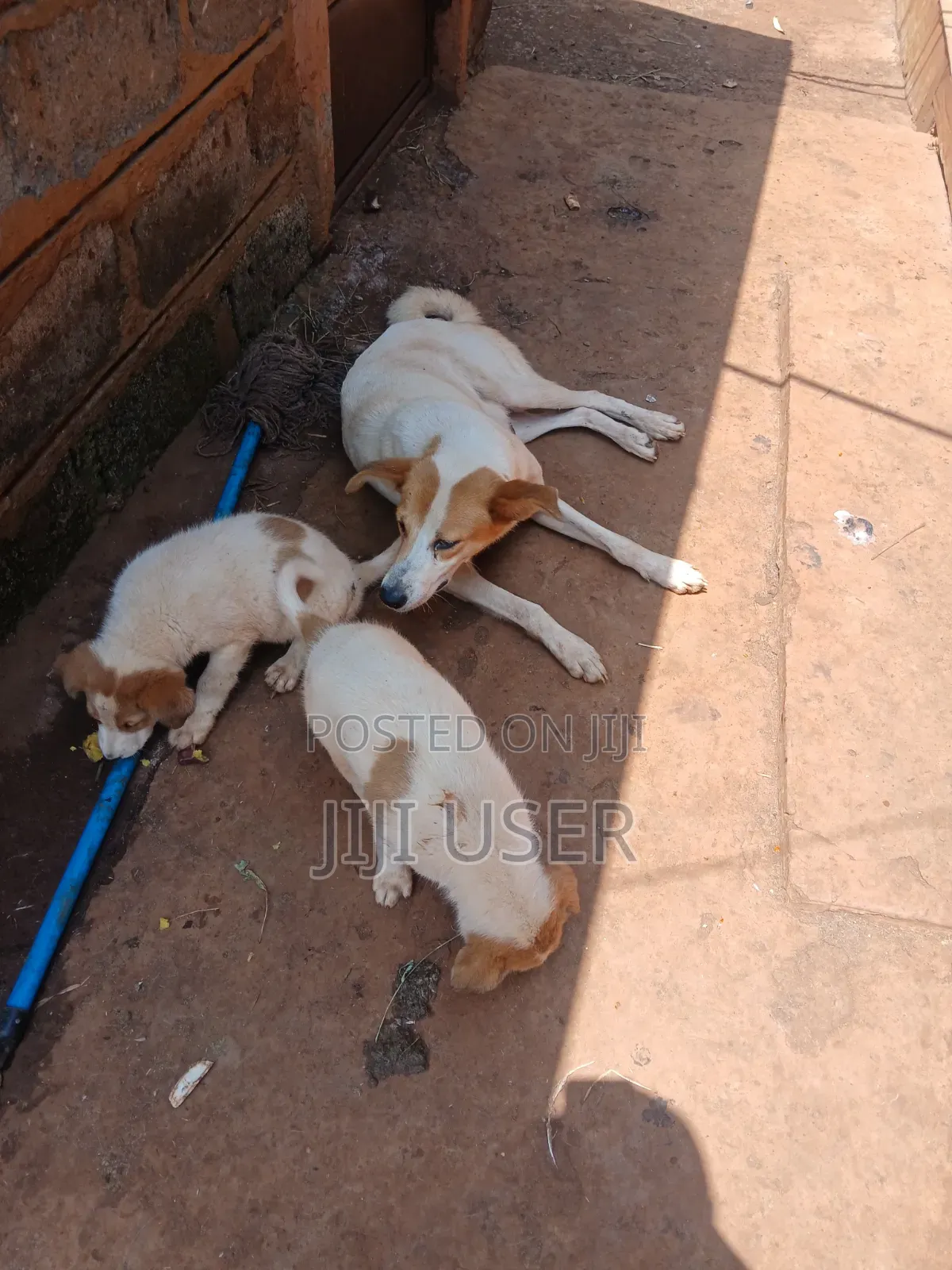 1-3 months Female Mixed Breed Mongrel (No Breed)