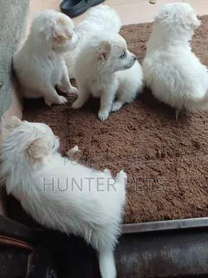 1-3 months Female Mixed Breed Japanese Spitz