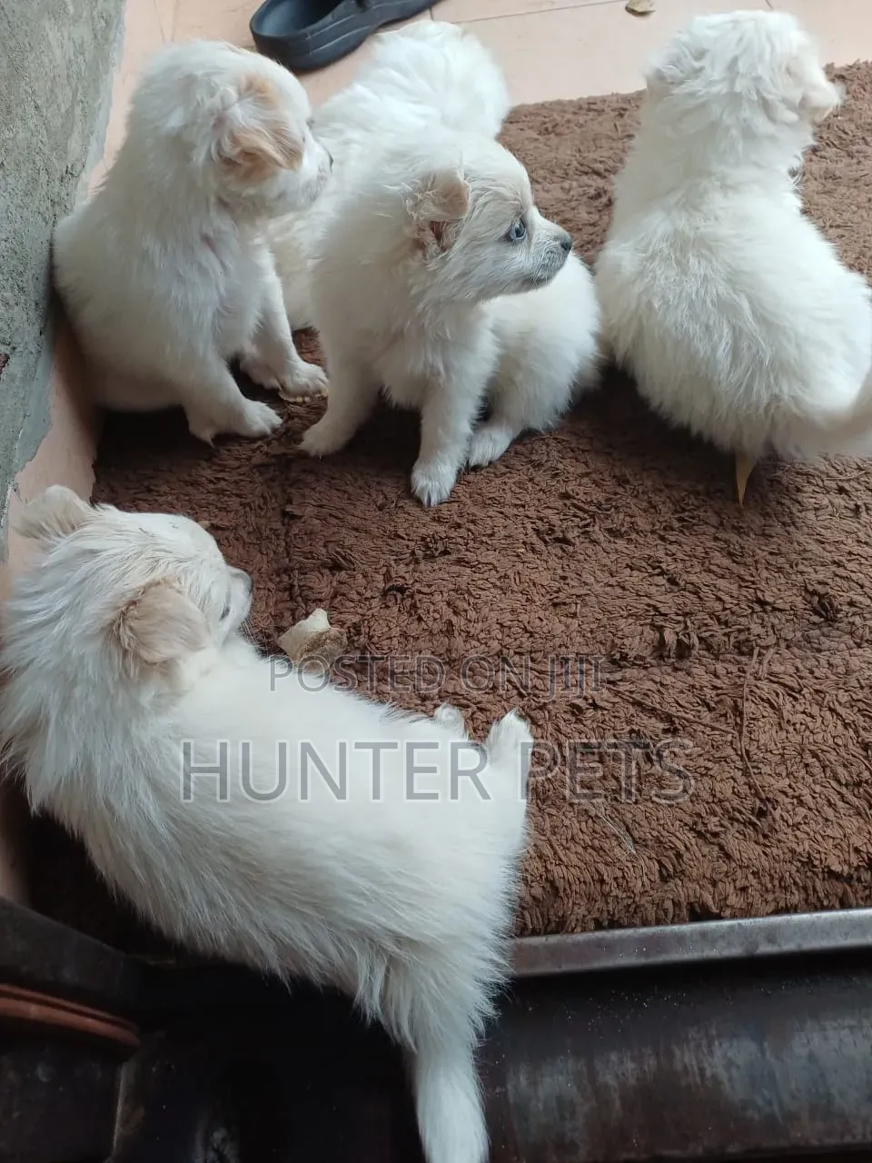 1-3 months Female Mixed Breed Japanese Spitz