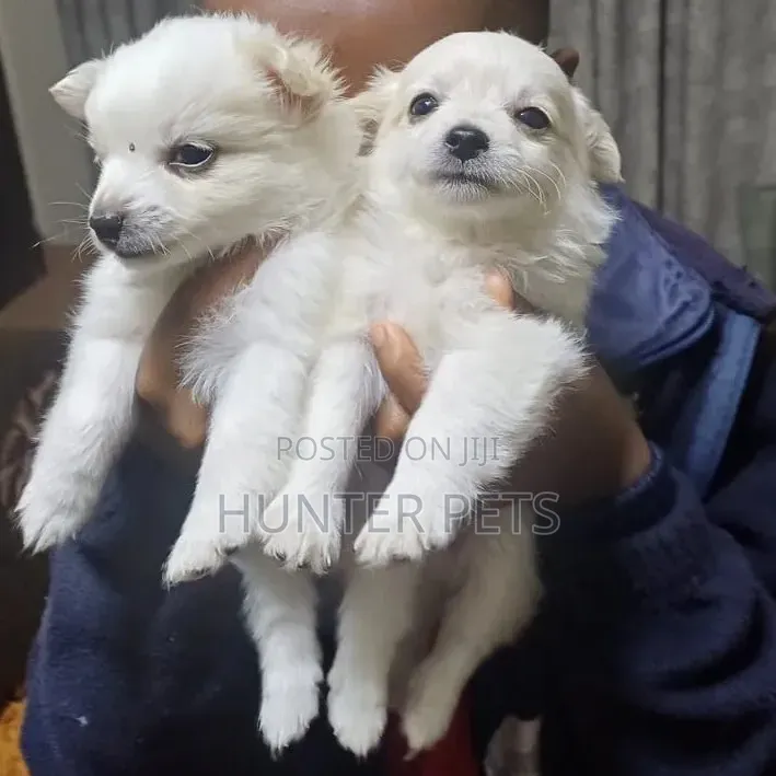 1-3 months Female Mixed Breed Japanese Spitz