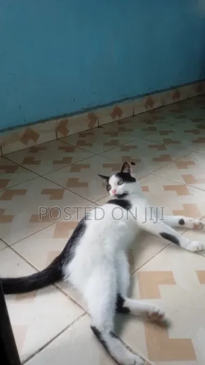 1+ year Male Mixed Breed Cat