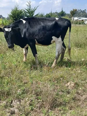 Dairy Cows