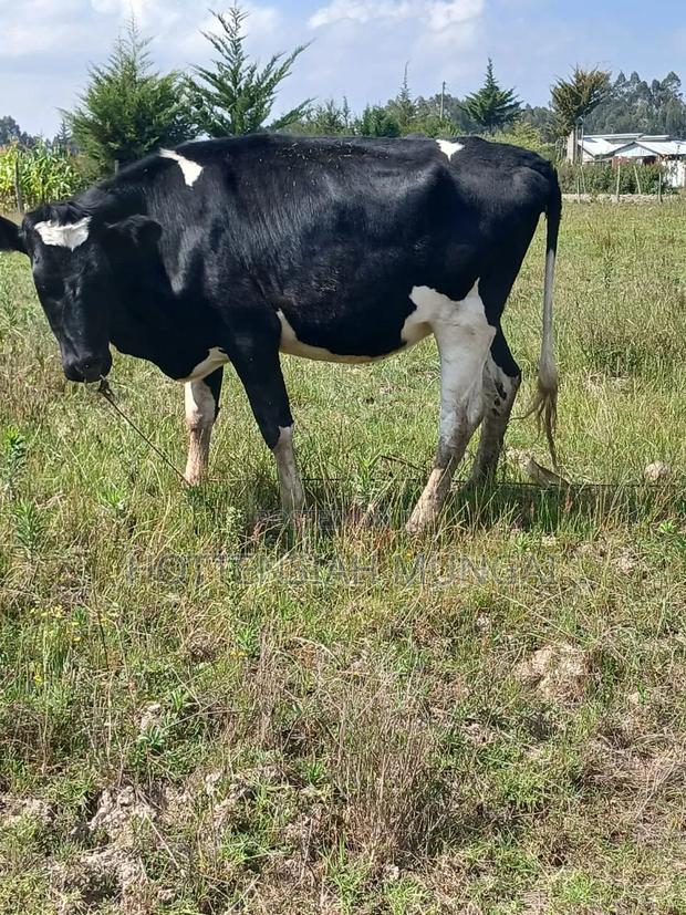 Dairy Cows