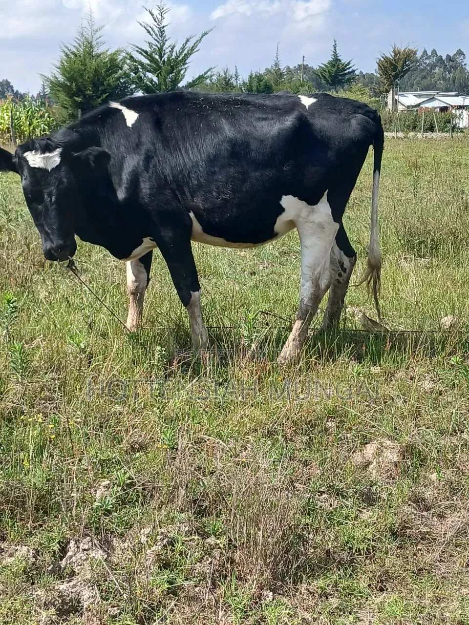 Dairy Cows