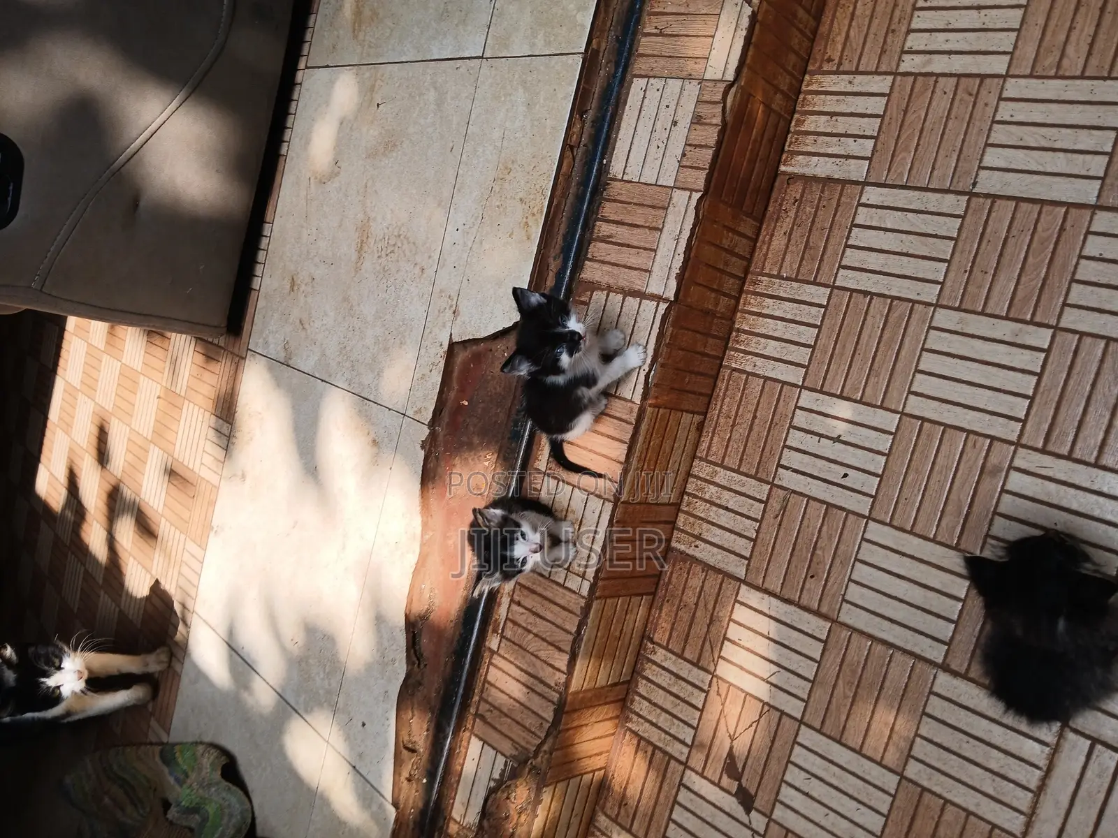 1-3 months Female Mixed Breed Mongrel (No Breed)