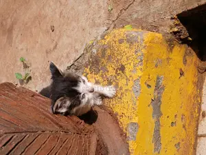 1-3 months Female Mixed Breed Mongrel (No Breed)
