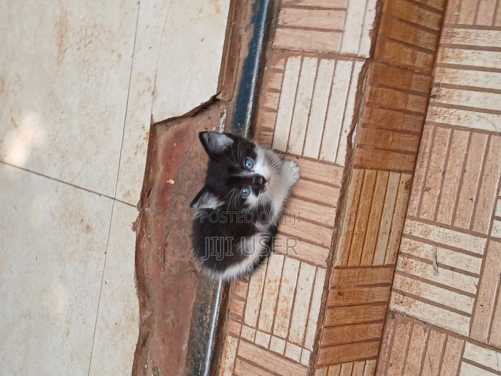 1-3 months Female Mixed Breed Mongrel (No Breed)