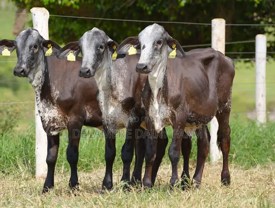 Girolando Calves
