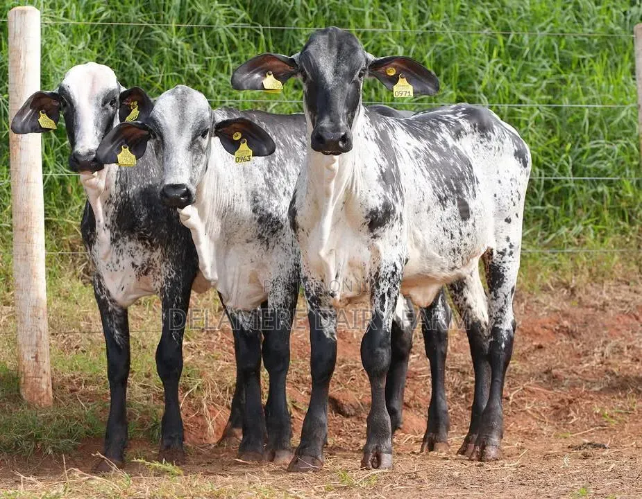 Girolando Calves