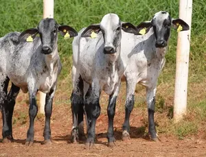 Girolando Calves