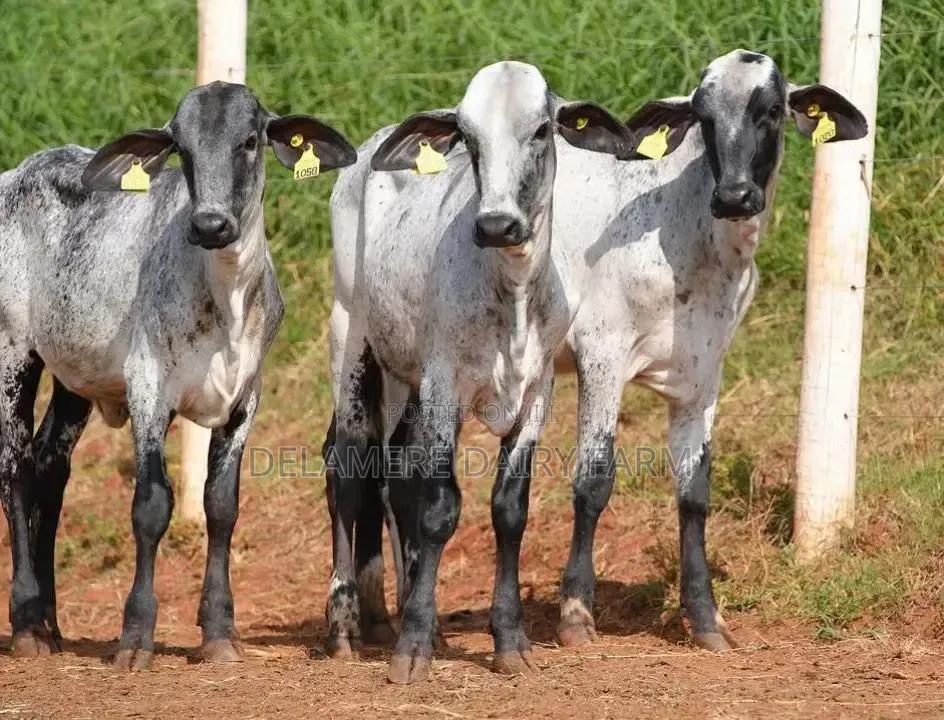 Girolando Calves