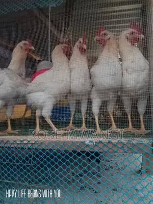 Rosters Chickens