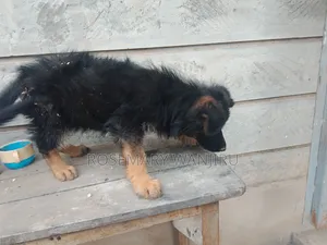 1-3 months Female Purebred German Shepherd