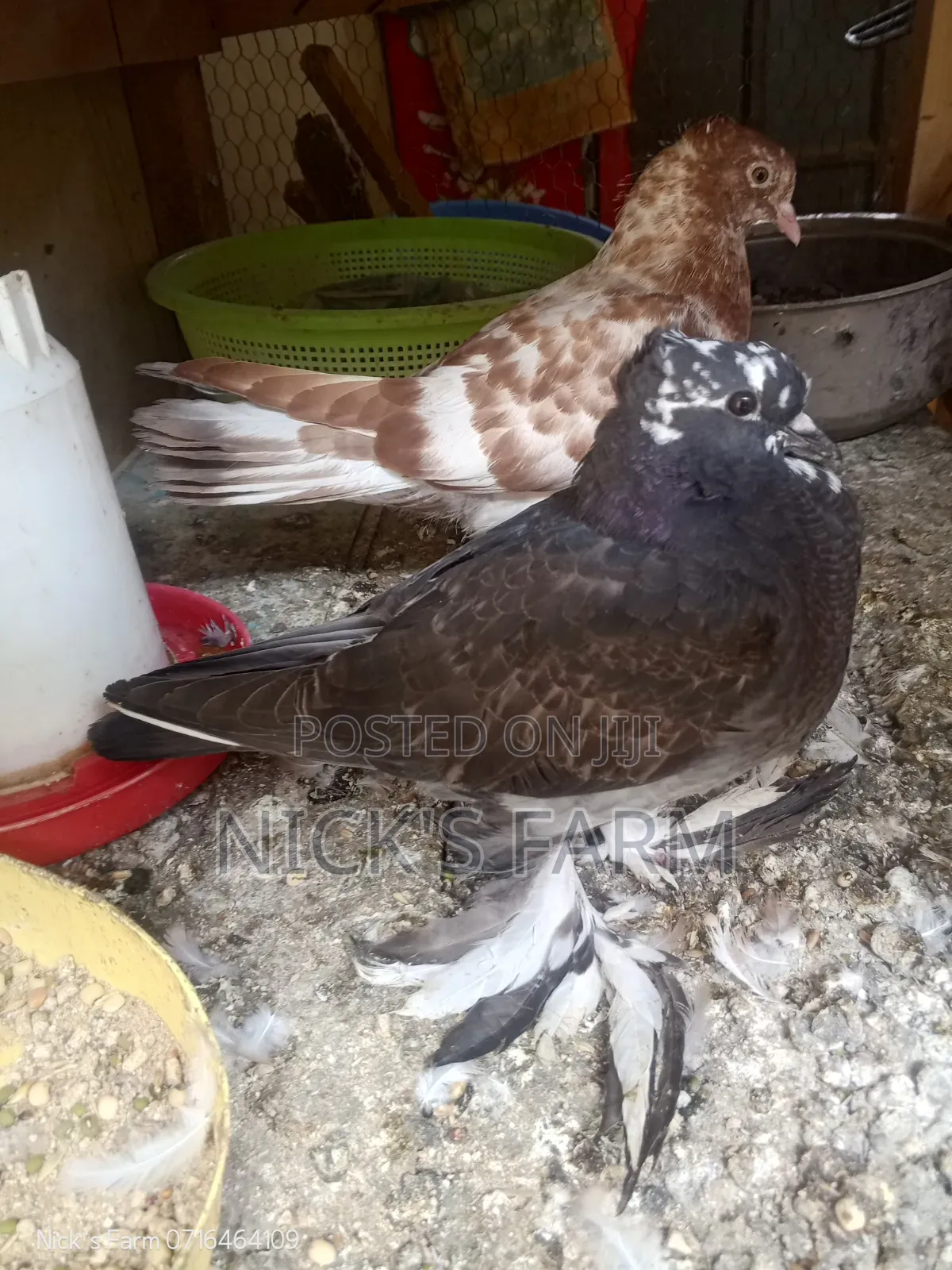 Upcoming Shungi Flare Pigeon