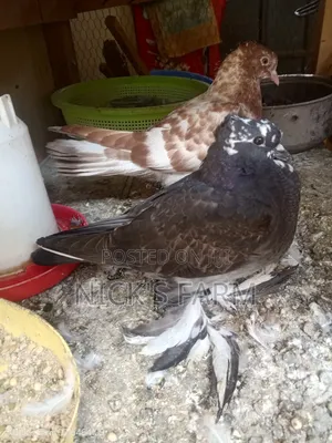 Upcoming Shungi Flare Pigeon
