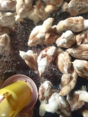 3 Weeks Old Chicks on Sale