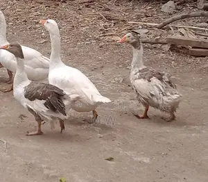 Mature Male Goose