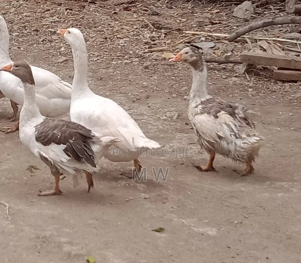 Mature Male Goose