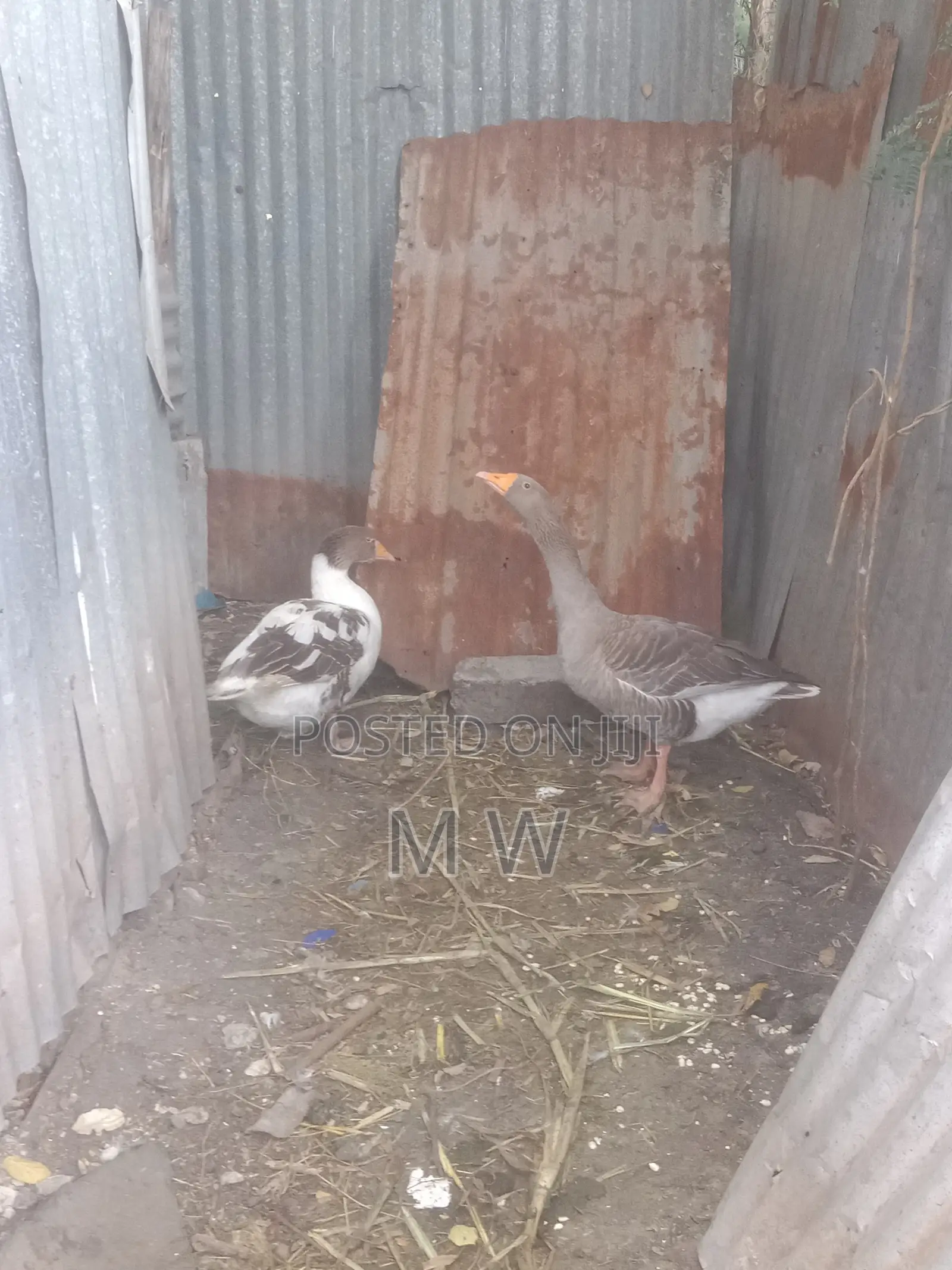 Mature Male Goose