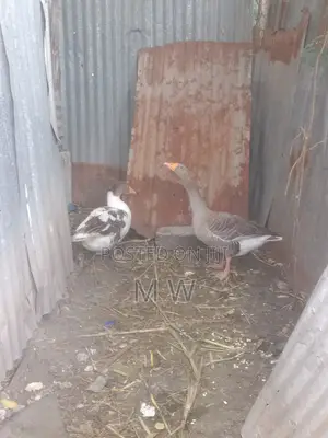 Mature Male Goose