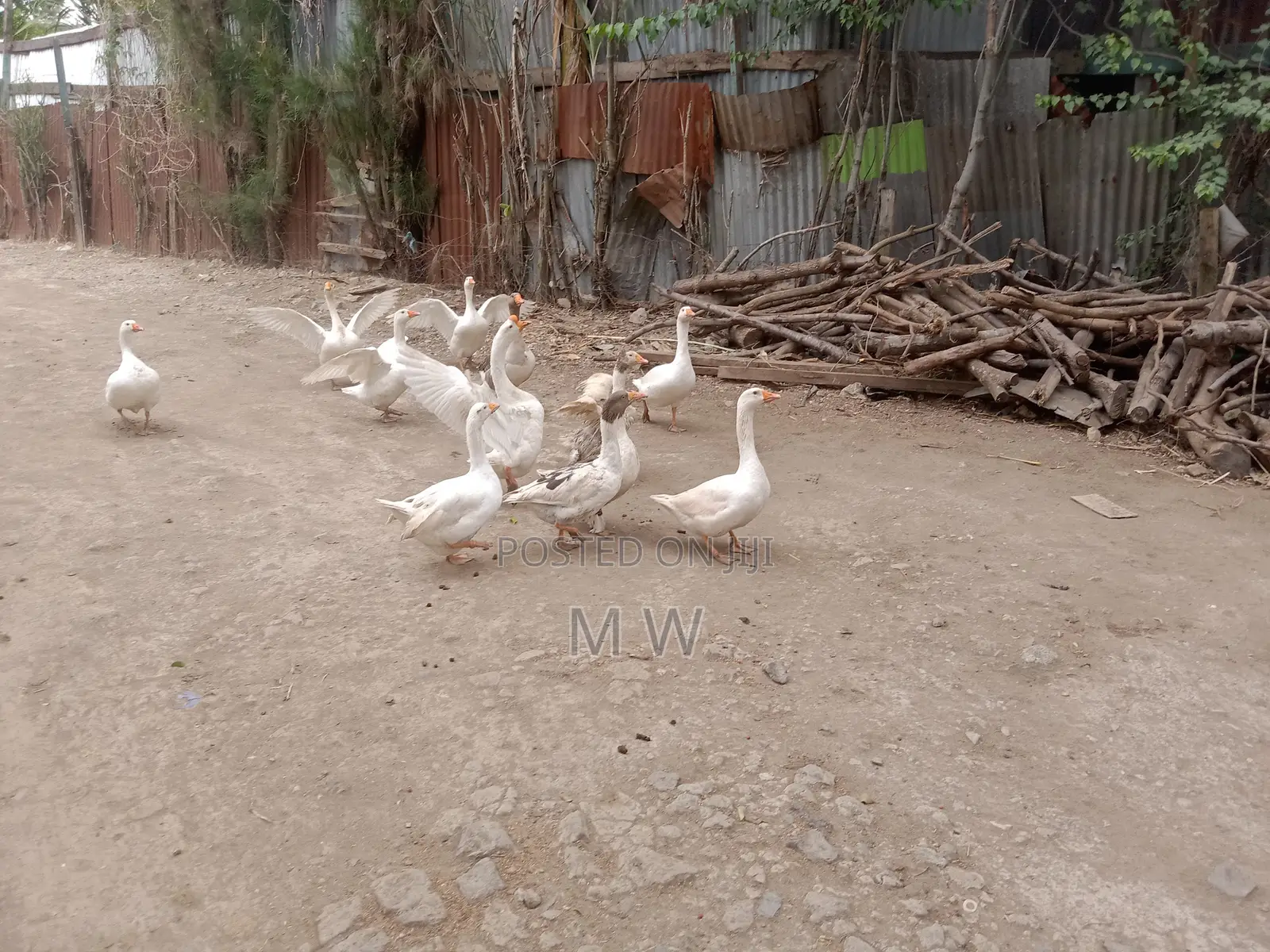 Mature Male Goose