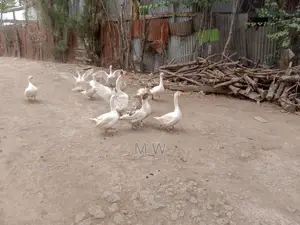 Mature Male Goose