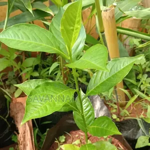 Baobab Seedlings for Sale