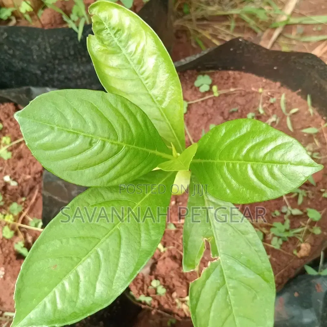 Baobab Seedlings for Sale