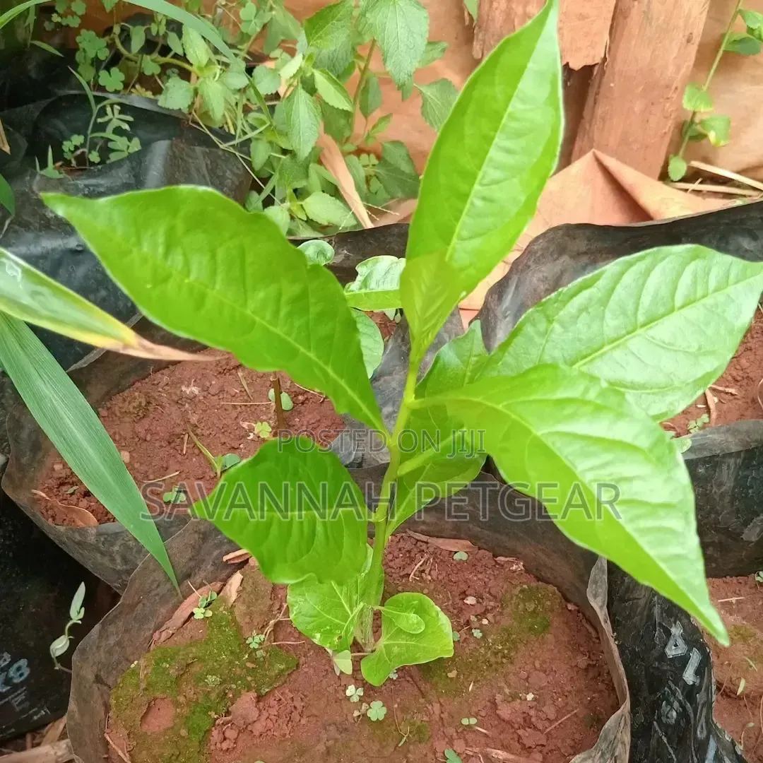 Baobab Seedlings for Sale