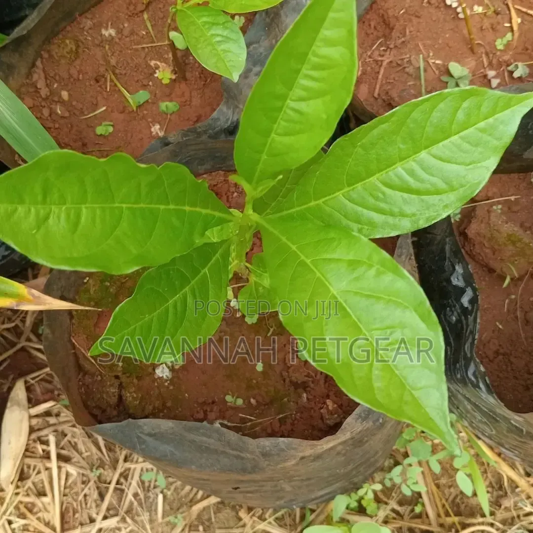Baobab Seedlings for Sale