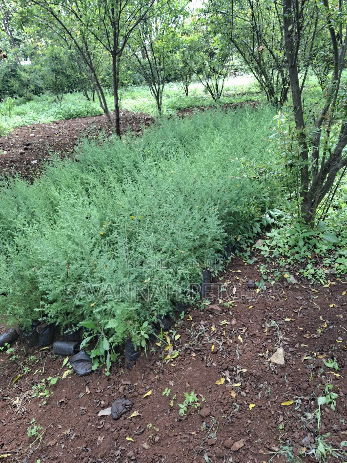 Evergreen East African Pencil Cedar (Juniperus Procera/Mutarakwa)