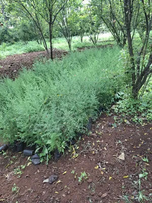 Evergreen East African Pencil Cedar (Juniperus Procera/Mutarakwa)