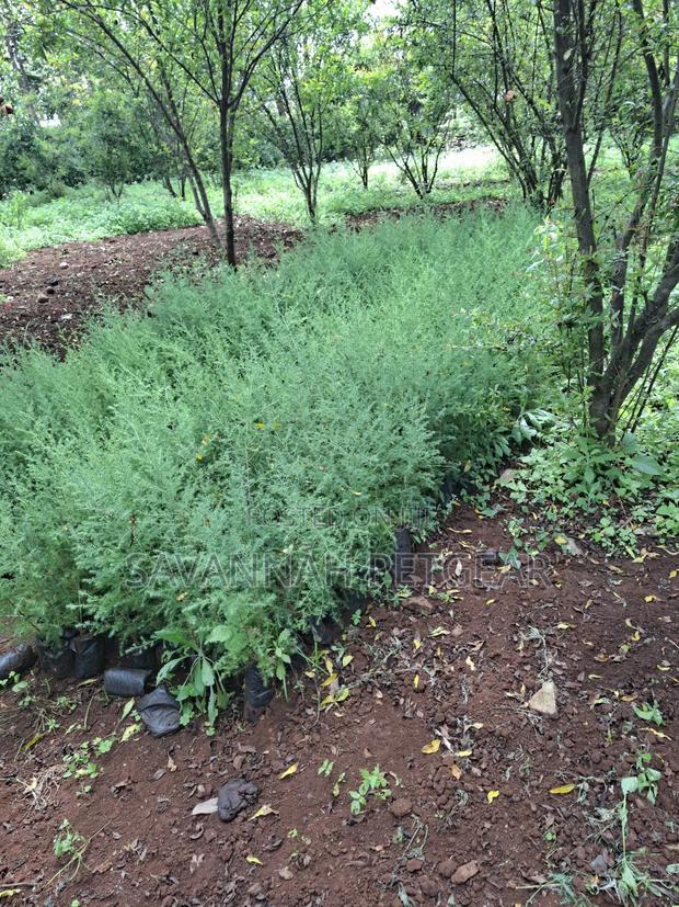 Evergreen East African Pencil Cedar (Juniperus Procera/Mutarakwa)