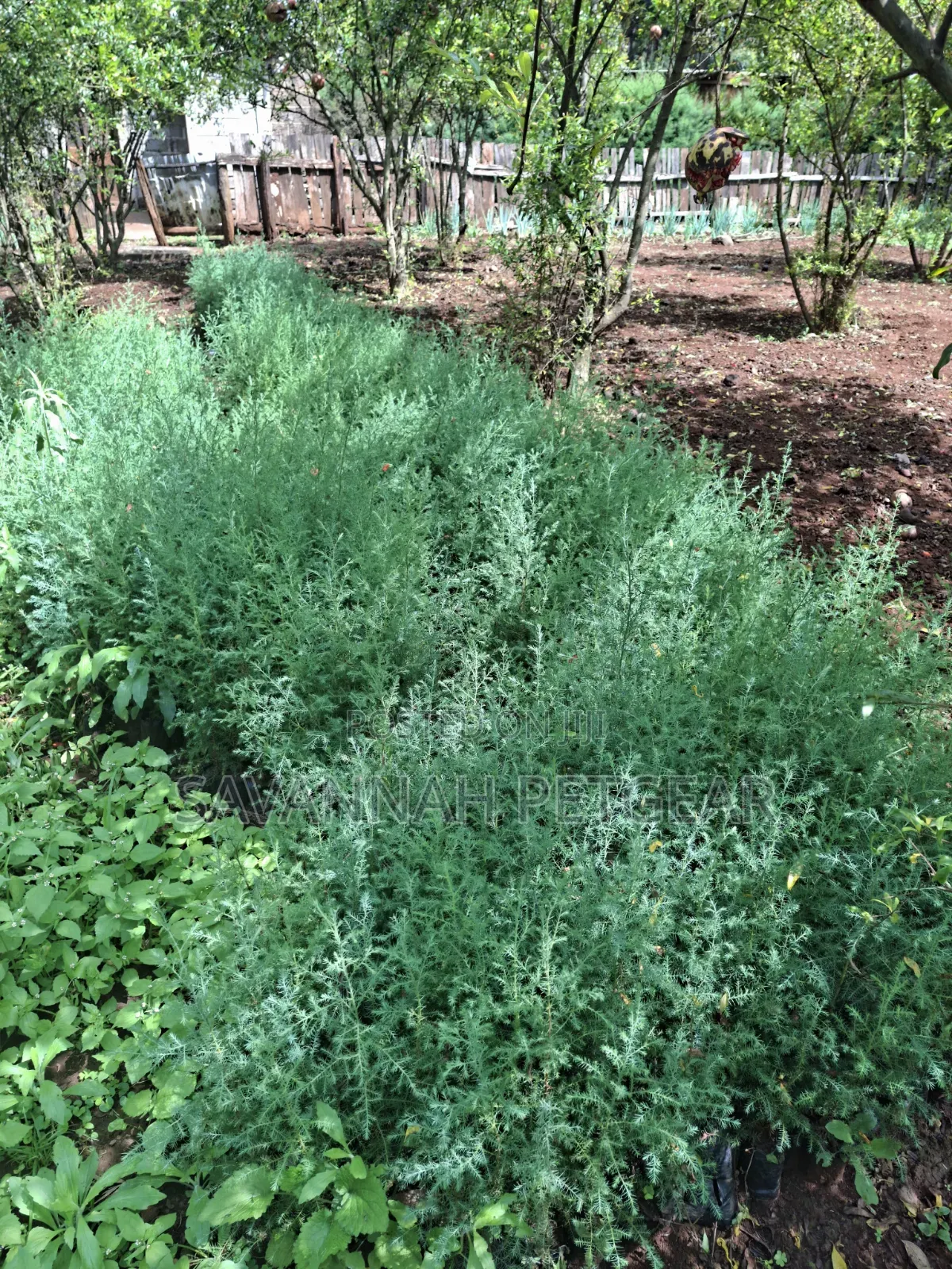 Evergreen East African Pencil Cedar (Juniperus Procera/Mutarakwa)