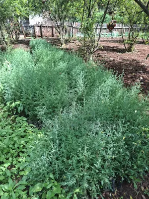 Evergreen East African Pencil Cedar (Juniperus Procera/Mutarakwa)