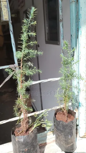 Evergreen East African Pencil Cedar (Juniperus Procera/Mutarakwa)