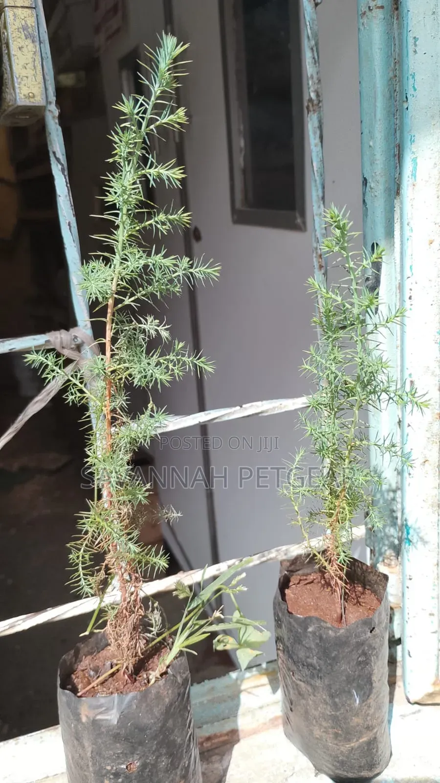 Evergreen East African Pencil Cedar (Juniperus Procera/Mutarakwa)