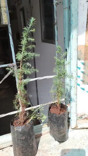 Evergreen East African Pencil Cedar (Juniperus Procera/Mutarakwa)