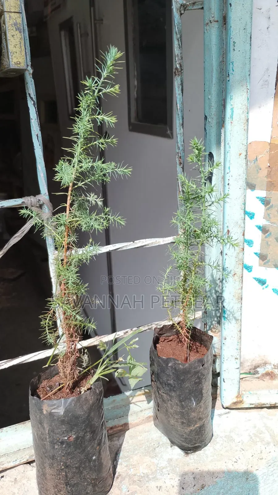 Evergreen East African Pencil Cedar (Juniperus Procera/Mutarakwa)