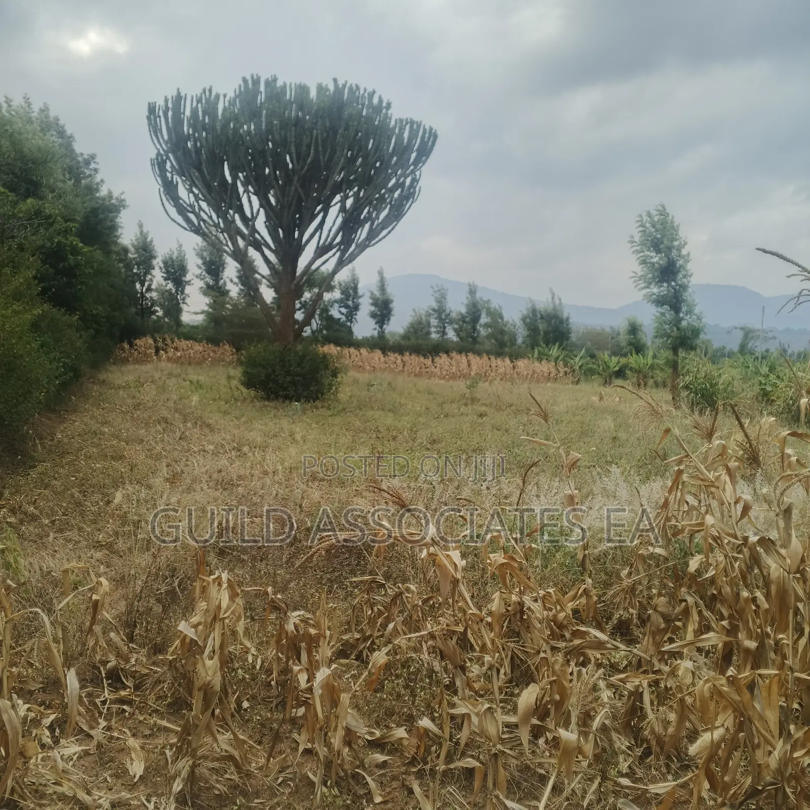 Scenic 0.5 Acre Land for Sale Kijabe