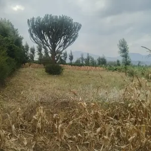 Scenic 0.5 Acre Land for Sale Kijabe
