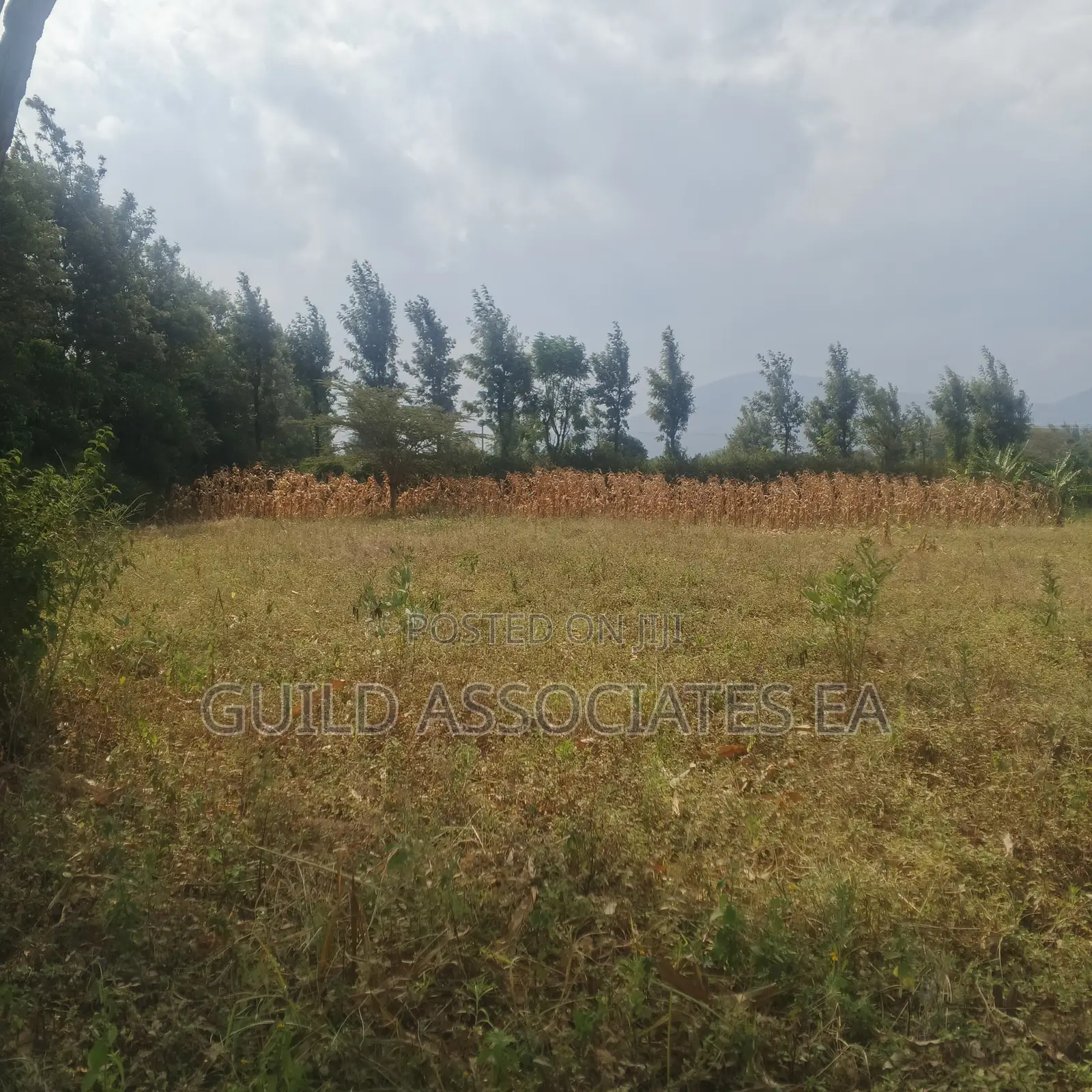 Scenic 0.5 Acre Land for Sale Kijabe